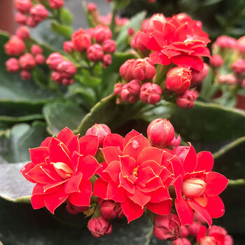 四季常青室内带花花苗净化空气大花抖音 正红色-【红盆】 带盆栽好