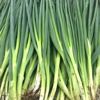 源外园东北新鲜小葱小水葱打饭包香葱蘸酱菜鲜香微辣味道正宗 新鲜
