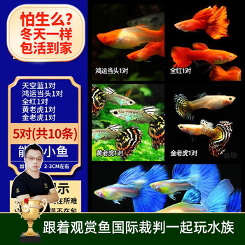 美人雾孔雀鱼观赏鱼活体凤尾鱼斗鱼宠物活体小型热带鱼活体活鱼 五星高照套餐5对 （3cm左右）