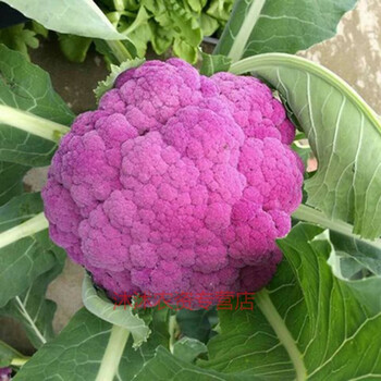 紫色花菜花椰菜种子四季种植特色花椰菜西兰花紫色菜花蔬菜种子紫色花椰菜 图片价格品牌报价 京东