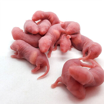 boussac活体小白鼠乳鼠开口料红皮无菌爬宠猪鼻玉米粮饲料猫粮5只红皮