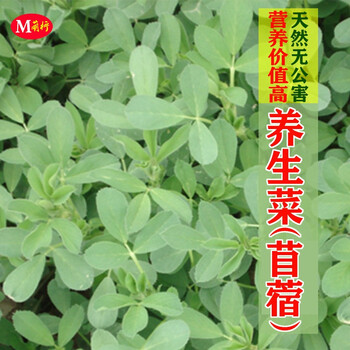 养生菜种子苜蓿菜种籽金花菜草头三叶菜农家蔬菜野菜籽食用四季播养生菜 苜蓿菜约10粒 3包 图片价格品牌报价 京东 养生菜种子苜蓿菜种籽金花菜草头三叶菜农家蔬菜野菜籽食用四季播养生菜 苜蓿菜约10粒 3包 图片价格品牌报价 京东