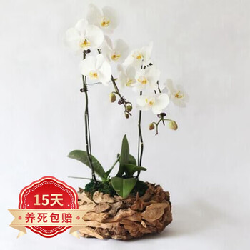 欧悟 蝴蝶兰花苗盆栽室内观花植物桌面阳台年宵花卉四季开花绿植花卉 帝王蝴蝶兰+透明原盆+原土