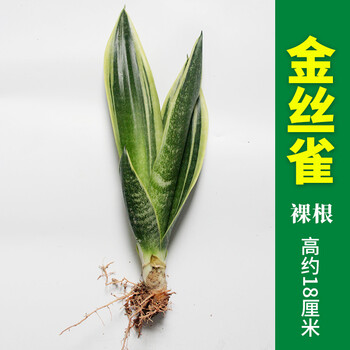 虎皮兰基地虎皮兰哈尼黄金兰白玉银脉荷花兰虎耳兰 金丝雀【1棵】【18