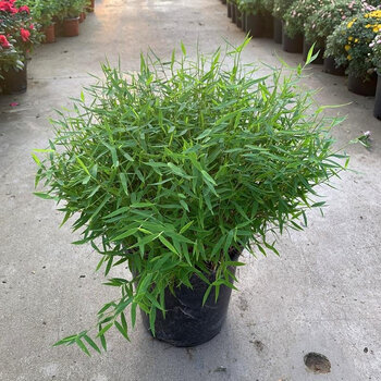 富满升日本姬翠竹迷你竹子盆景微型景观观叶盆栽沼泽箱挺水过滤植物姬