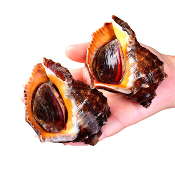 欧因 新鲜大海螺鲜活大响螺大海螺蛳活物青岛海鲜水产顺丰 1-2只/斤(3
