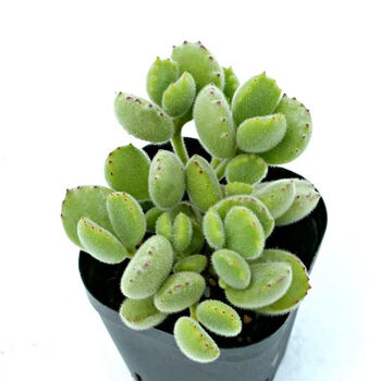 熊童子多肉植物泰迪孙悟空海豹肉肉室内阳台植物 满9 9 熊童子 原盆土 图片价格品牌报价 京东