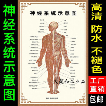 定制适用人体肌肉解剖图全身器官内脏构造分布示意图医学骨骼结构解剖挂画神经示意图图pp背胶 50x70厘米 图片价格品牌报价 京东