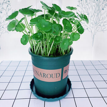 铜钱草水培植物室内盆栽客厅桌面金钱草水养植物花卉绿植盆栽 聚京东