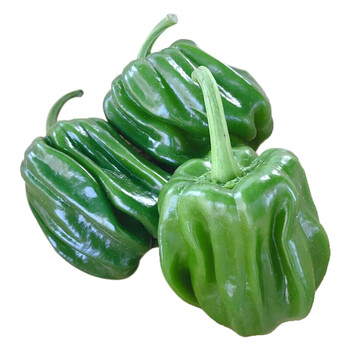 东北麻辣椒 现摘圆椒蘸酱菜 新鲜灯笼椒 3斤