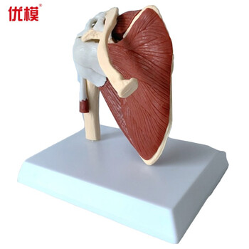 优模yomo/mu201 肩关节模型附韧带肌肉骨骼结构锁骨肱骨肩胛骨肩部