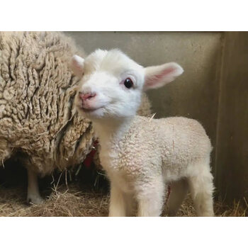 羊活物羊 观赏羊 小羊羔活羊小羊崽羊仔山羊活苗【图片 价格 品牌