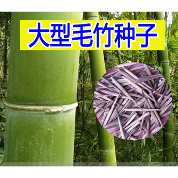 大型毛竹种子青竹苗籽楠竹刚竹种子四季竹子雷竹食用竹笋种子雷竹100粒 图片价格品牌报价 京东