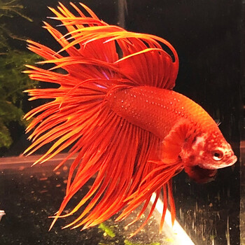 易萌精品斗鱼狮王1只