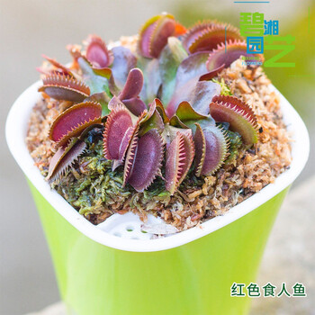 食人鱼61捕蝇草【大】夹子规格夹子规格1