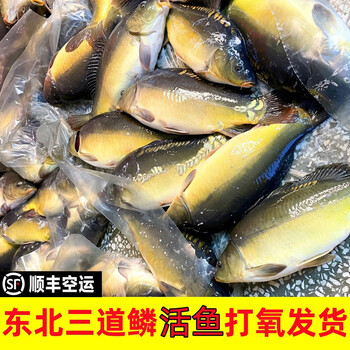 【顺丰】东北三道鳞鱼【活体打氧发货】水库鱼淡水鱼框镜鱼鲤鱼 2.