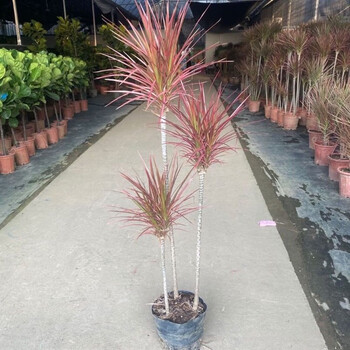 朵芮蜜千年木绿植盆栽三色五彩七彩铁龙血树室内客厅庭院马尾铁耐旱