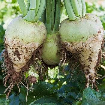 源外园新鲜芥菜疙瘩芥菜头辣疙瘩生大头菜东北疙瘩菜芥菜辣菜疙瘩5斤