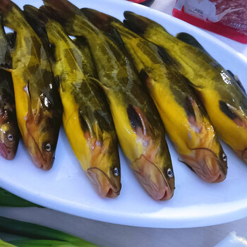 嗑嗑龙 嘎牙子鱼黄颡鱼东北天然淡水鱼鱼鲜活速冻新鲜昂刺鱼食用 大号