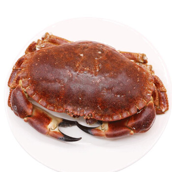 【活鲜】御鲜之王 鲜活面包蟹600-700g 1只 大螃蟹 海鲜水产