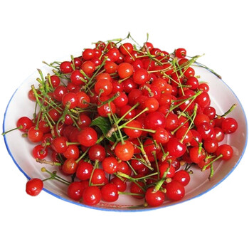 春光岛现摘2021年崂山小樱桃土樱桃新鲜黄水晶车厘子青岛北宅1000g