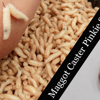 垂钓鱼饵肉蛆活虫蝇蛆蛆牙子红虫饵蚯蚓鲜蛆鲜活蛆虫大瓶50瓶白色150