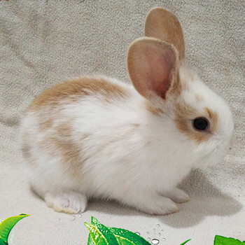 朗缤 兔子活体宠物兔活体公主兔小白荷兰侏儒 垂耳折耳猫猫兔活物 黄花公主兔1只