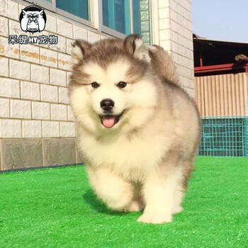 çº¯ç§é˜¿æ‹‰æ–¯åŠ å¹¼çŠ¬å·¨åž‹é˜¿æ‹‰æ–¯åŠ çŠ¬æ¡ƒè„¸é˜¿æ‹‰æ–¯åŠ é›ªæ©‡çŠ¬ç°è‰²çº¢è‰²é˜¿æ‹‰å® ç‰©çº§sçº§å…¬ å›¾ç‰‡ä»·æ ¼å