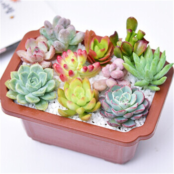 花清洋 多肉植物组合盆栽木盒多肉植物组合肉肉植物盆栽套装diy组合创意小礼物多肉组合盆栽随机6颗多肉含塑料盆和土 品种随机图案仅供参考 图片价格品牌报价 京东