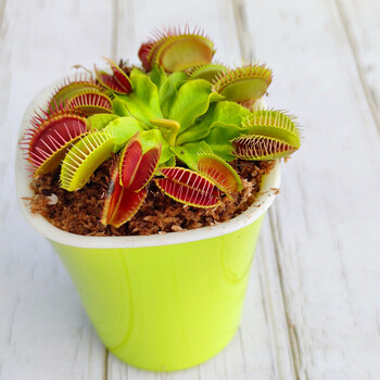 食虫草b52捕蝇草大苗猪笼草捕虫瓶子草茅膏菜食人花桌面盆栽基地 花市