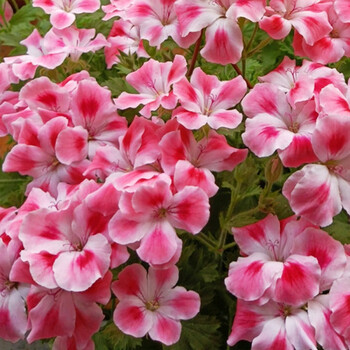 流彗天竺葵盆栽带花 大花天竺葵盆栽带花发货蝴蝶梅小苗开花不断观花