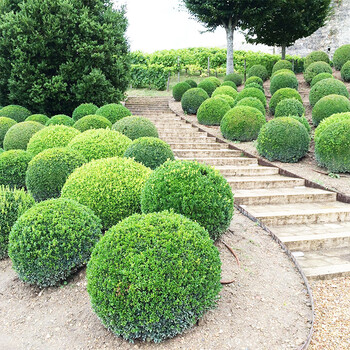 道路绿篱植物造型树小叶黄杨树苗盆景四季长青冬青花苗 黄杨球【冠幅