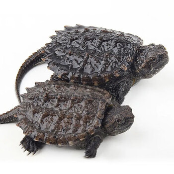 麦基乐北美小鳄龟杂佛鳄龟苗物小乌龟宠物活泼外塘凶猛食用体 北美小