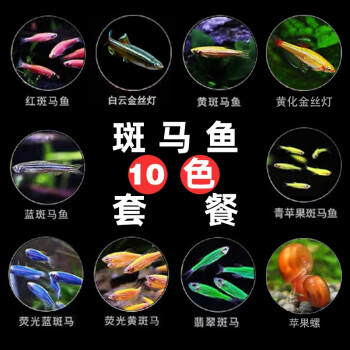 豆樂奇 斑馬魚 淡水魚 觀賞魚 小型魚 熱帶魚 藍莓斑馬蝶翼斑馬 燈科