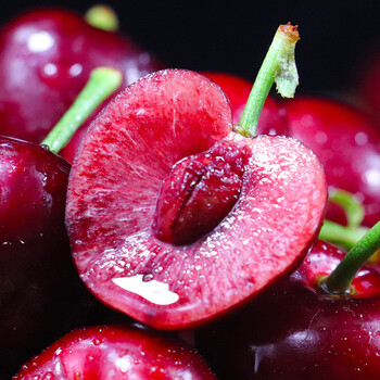 知鲜坊烟台大樱桃 山东国产车厘子樱桃新鲜水果生鲜时令当季整箱现摘