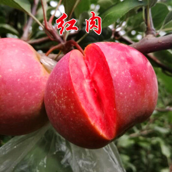 苹果苗嫁接苹果树苗庭院盆栽地栽南方北方种植矮化苹果树苗 红肉 2年苗