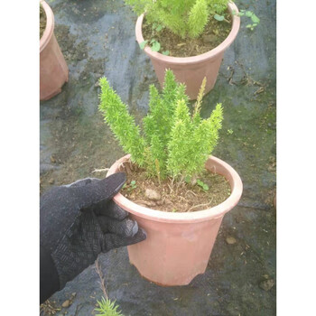 狐尾天门冬狐尾天冬九尾狐盆栽绿植狐尾武竹观叶盆栽庭院植物盆栽绿植盆栽植物盆栽盆庭院绿植观叶植物 融暖狐尾天冬一年苗盆径11厘米高9 12 带盆栽好 图片价格品牌报价 京东