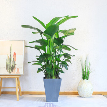 红豆(hodo)天堂鸟盆栽家庭绿植办公室客厅走廊前台大型绿植四季常绿