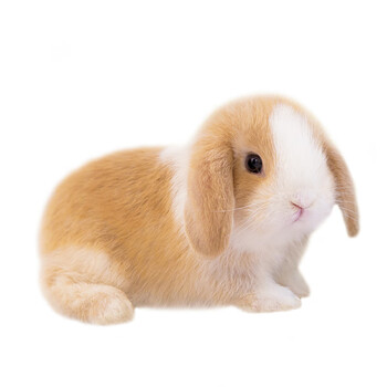 兔子活物网红茶杯灰色道奇侏兔宠物适合小孩养长不大霜白垂耳兔