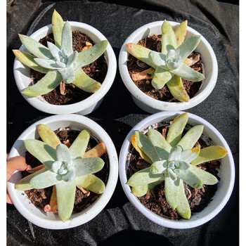 京选推荐 法瑞诺莎苹果叶拇指艾杜丽丝厚叶初霜雪山多肉植物仙女杯老桩群15厘米盆参考母本拇指仙女带一点杆子裸根不带土 图片价格品牌报价 京东