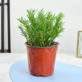 草室内阳台植物西餐香料绿植庭院盆景虎雀红色简易盆迷迭香带盆栽好