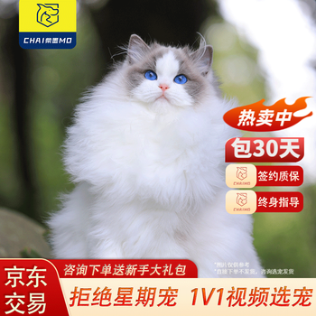 柴墨精品布偶猫幼猫活体纯种猫咪活体仙女猫幼崽猫崽蓝眼猫 精品蓝双布偶【宠物级】 【公母可选】咨询下单