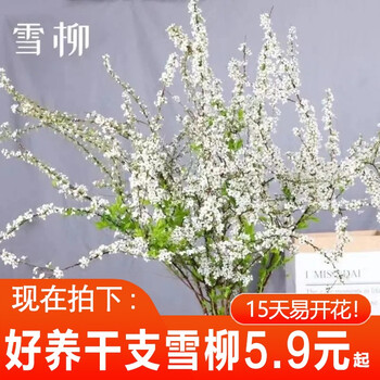 陆续发货中 雪柳干枝枯木逢春干枝遇水开花水培鲜花卉懒人花好养耐寒珍珠雪柳 60厘米高 10支装 灯笼 图片价格品牌报价 京东