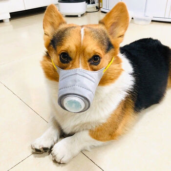 狗狗口罩防雾霾pm25大型犬金毛防护柯基小型泰迪防捡食嘴套狗狗口罩1