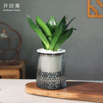 开时果 绿植盆栽办公室桌面摆件（栽好发货）水培绿植花卉盆景水生植物 钻石兰