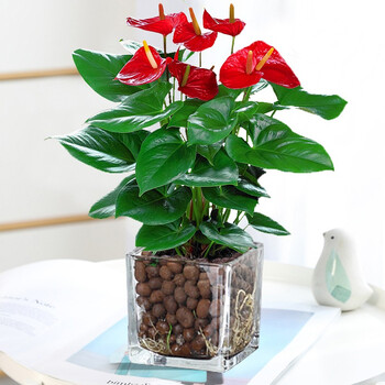 苏桓农资 红掌白掌盆栽植物室内花卉好养水培一帆风顺大盆水养四季常青绿植特级红 方缸玻璃瓶 陶粒含盆 图片价格品牌报价 京东