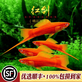 抱年 红剑鱼高凡朱砂红箭燕尾虹剑红玛丽热带淡水观赏鱼小型胎生鱼活