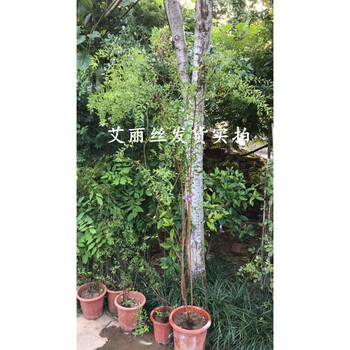 菜友雪柳植物喷雪花苗盆栽花卉绿植珍珠梅枝条大苗雪柳叶鲜绣线菊雪梅高度50厘米喷雪花雪柳1 8米庭院大苗不含盆 图片价格品牌报价 京东