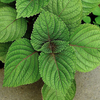 紫苏种子种籽孑种苗盆栽可食用紫苏叶籽种四季种植菜野菜蔬菜苏子昂景