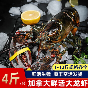 鲜随渔动 加拿大鲜活大龙虾 波士顿大龙虾大虾鲜活海鲜虾类 4斤/只